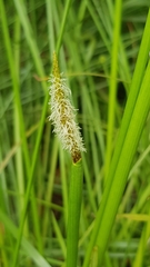 Eleocharis limosa