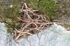 Charca fulminea