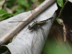 Acisoma attenboroughi