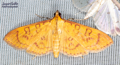 Prenesta scyllalis