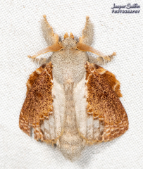 Euglyphis lankesteri