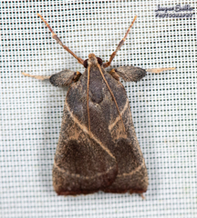 Dasycnemia obliqualis