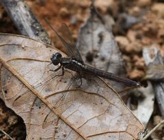 Orthetrum azureum