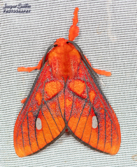 Ernassa sanguinolenta