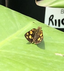 Metisella metis