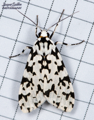 Eucereon tigrata