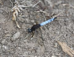 Orthetrum azureum