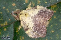 Euglyphis primola