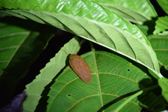 Pseudophoraspis nebulosa