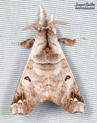 Pantelodes maranhensis