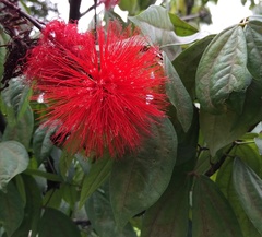 Calliandra trinervia