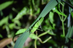 Hexacentrus unicolor