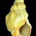 Channeled Basket Snail - Photo (c) pliffgrieff, some rights reserved (CC BY-NC)