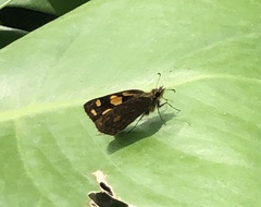 Metisella metis