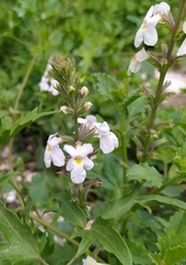 Pitraea cuneato-ovata