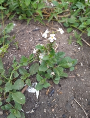 Pitraea cuneato-ovata