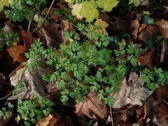 Anthriscus sylvestris