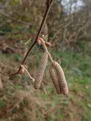 Corylus avellana