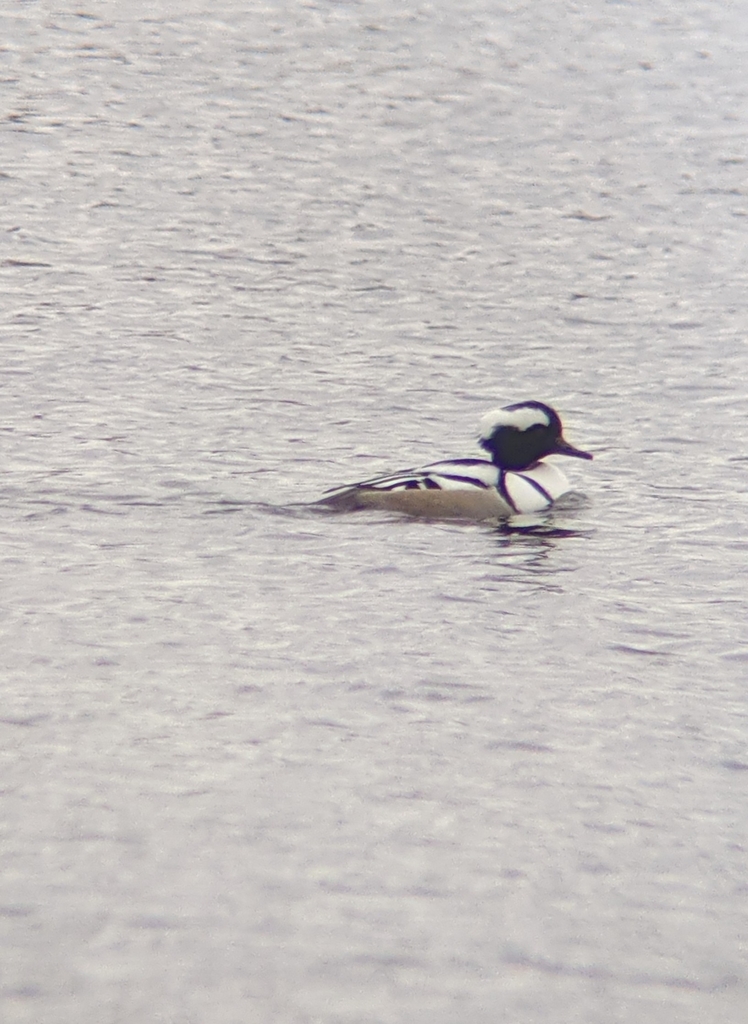 Hooded Merganser