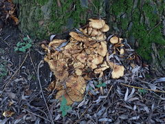 Pholiota squarrosa