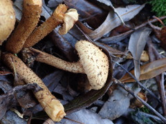 Pholiota squarrosa