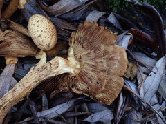 Pholiota squarrosa