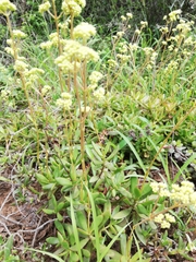 Crassula cultrata