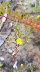 Camissonia strigulosa