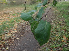 Alnus cordata