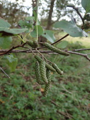 Alnus cordata