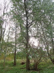 Alnus cordata