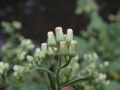 Erigeron sumatrensis