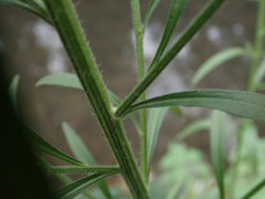 Erigeron sumatrensis
