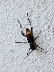 Neoclytus hoegei