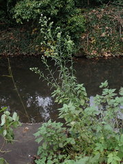 Erigeron sumatrensis