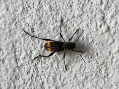 Neoclytus hoegei