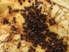 Crematogaster auberti