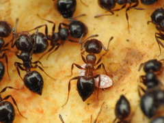 Crematogaster auberti