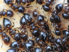 Crematogaster auberti