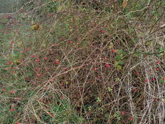 Rosa canina