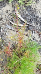 Camissonia strigulosa
