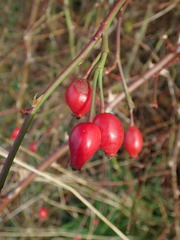 Rosa canina