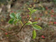 Rosa canina