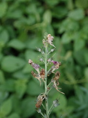 Linaria purpurea