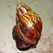 Giant African Land Snail - Photo (c) barloventomagico, some rights reserved (CC BY-NC-ND)