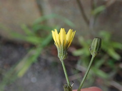 Crepis capillaris