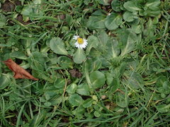 Bellis perennis