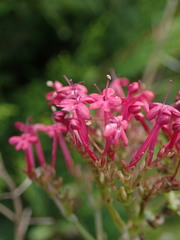 Centranthus ruber