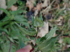 Helminthotheca echioides