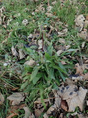 Helminthotheca echioides